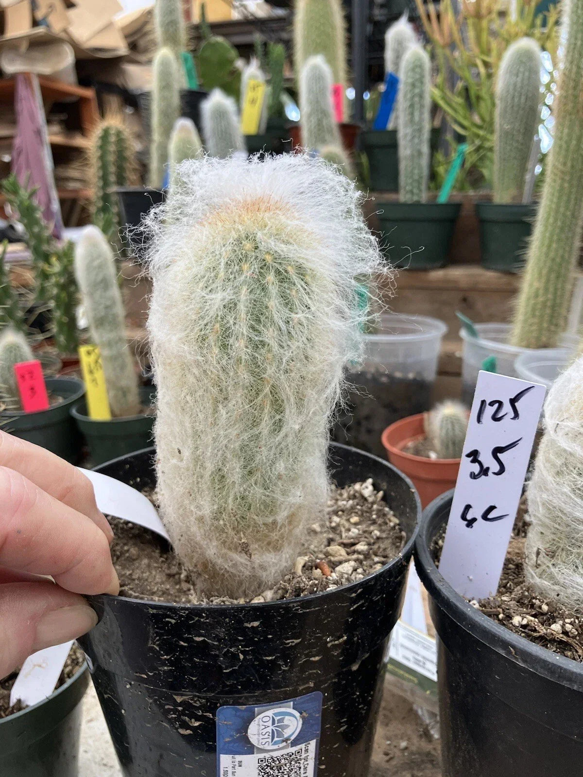 Espostoa lanata Plant | 3.5-Inch Old Man of the Mountain Cactus | Unique Desert Succulent | White Hair Spines