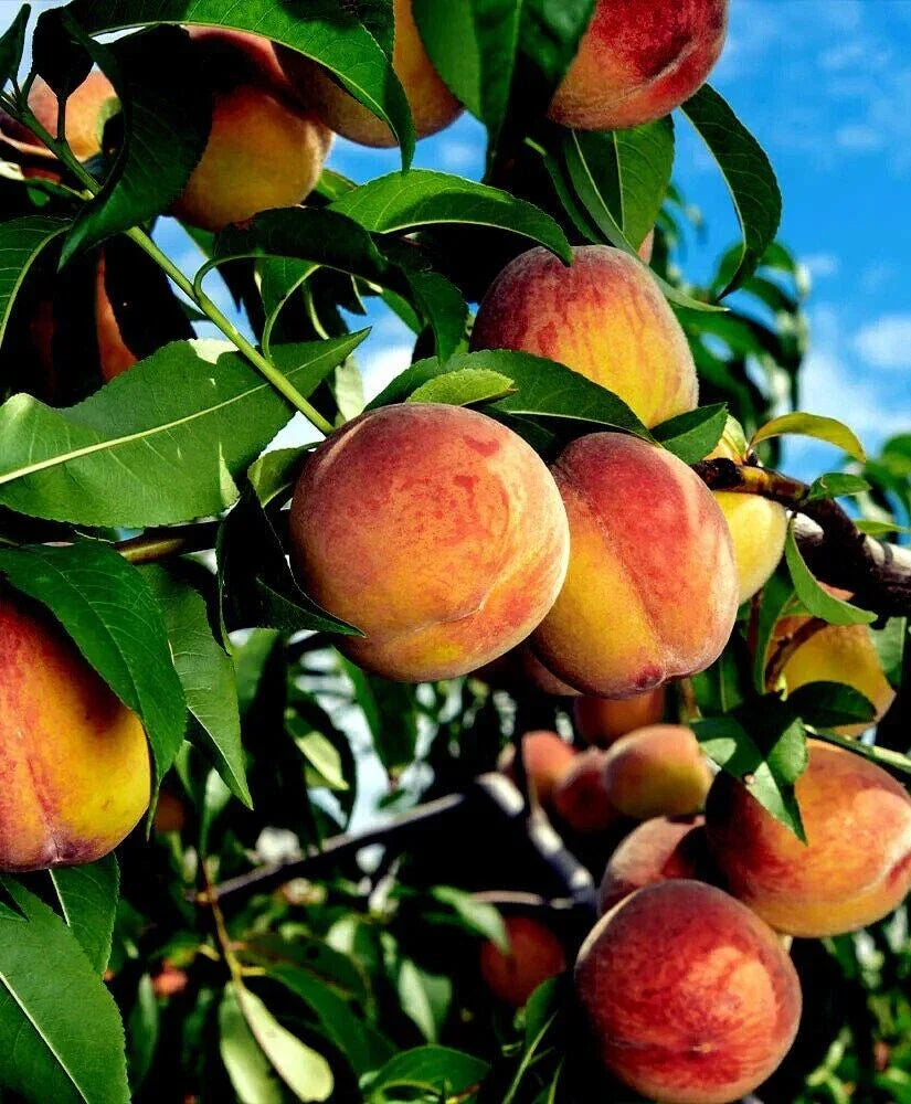 Fresh Cuttings Yellow Peach Tree - 10 Organic Prunus persica Grafting & Planting Material