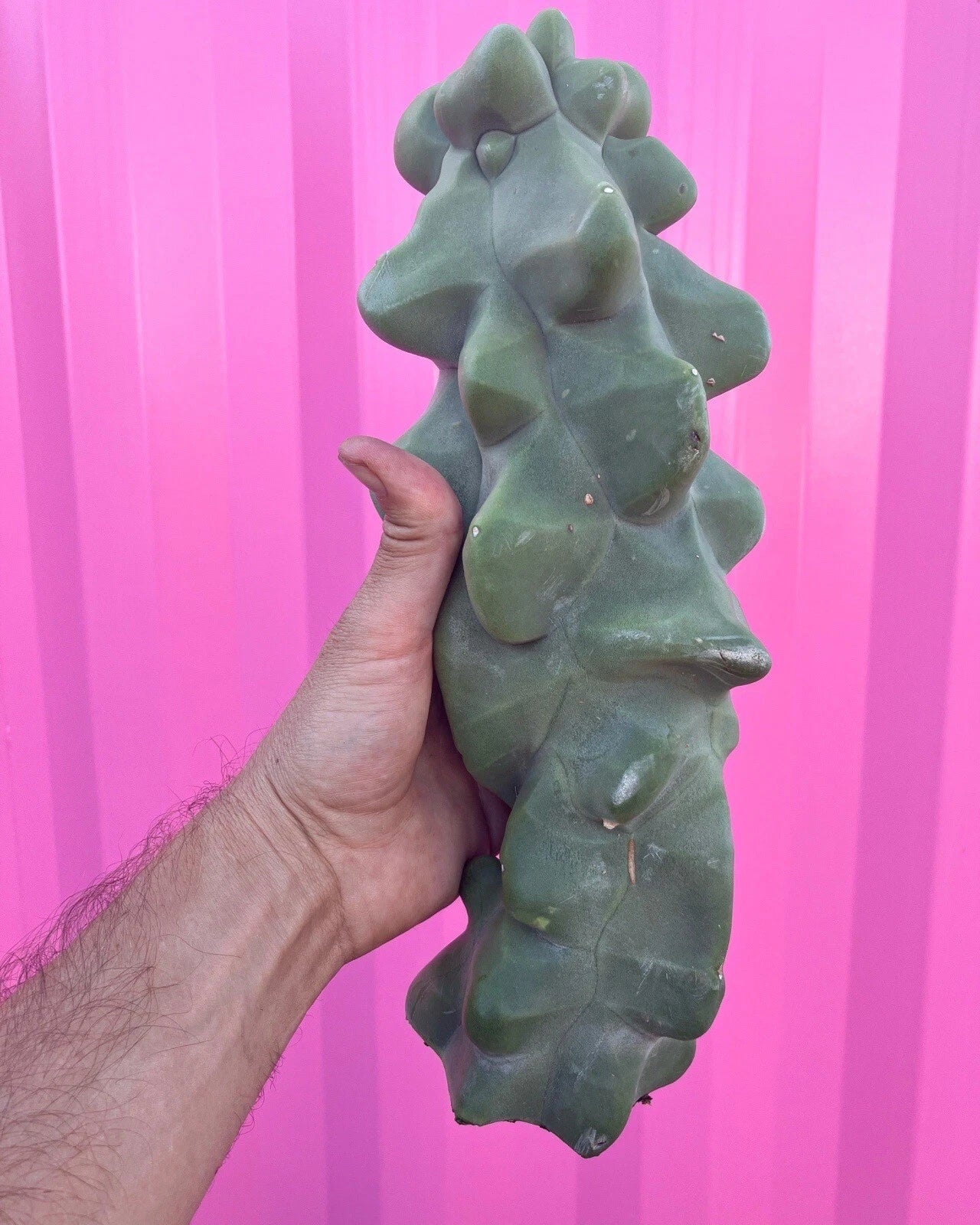 Totem Pole Obesa Cactus Cuttings 9.5-12” | Succulent Plant | Drought-Resistant, Easy Care, Lophocereus schottii var. monstrosus