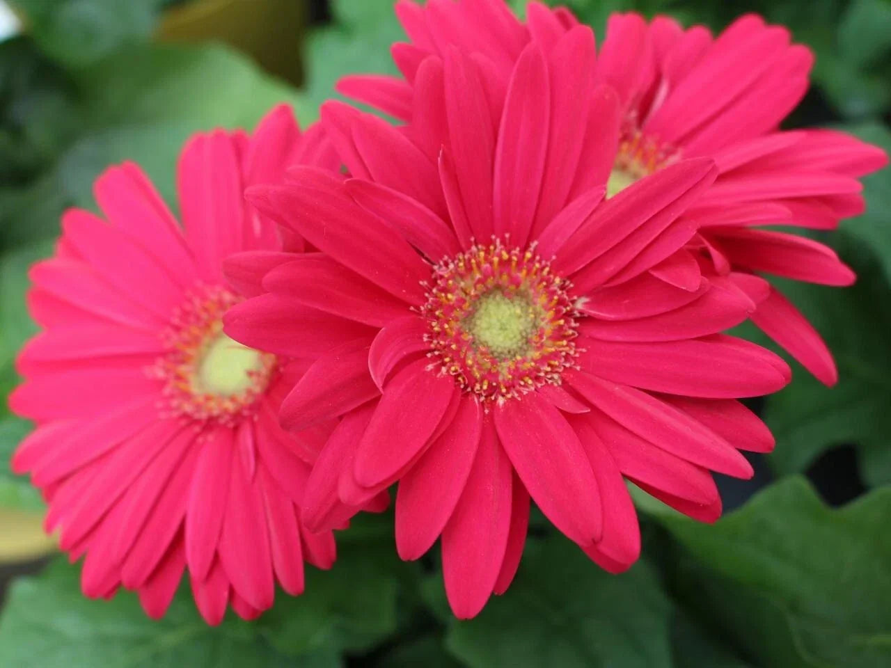 Gerbera Daisy Seeds - 200+ Magenta Flower Seeds for Garden, Gerbera jamesonii, Bright Blooms, Attracts Pollinators, Easy to Grow