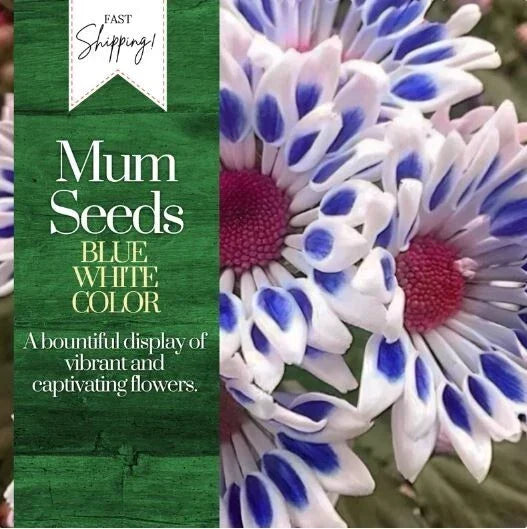Chrysanthemum Seeds - Blue White Mum Flower Seeds - Annual Garden Flowers - Chrysanthemum morifolium