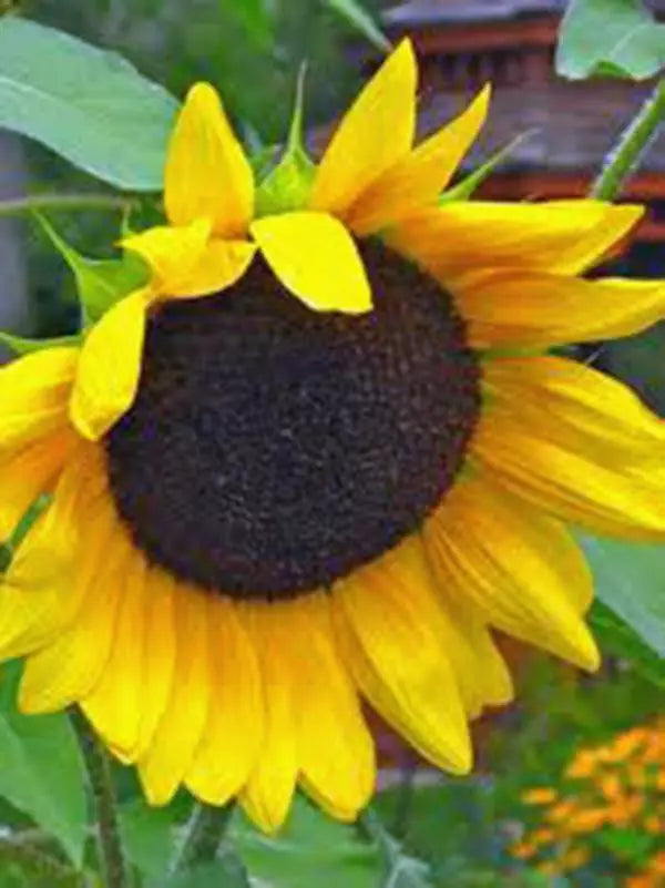 Golden Sunflower Seeds Pack of 100 | Helianthus annuus Bright Yellow Blooms for Garden, Pollinators, Cut Flowers