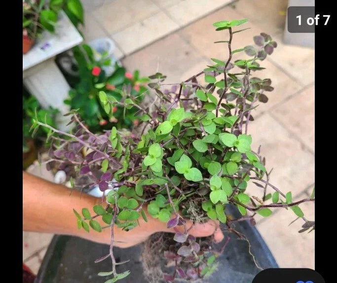 Dwarf Bolivian Calisia Repens Cuttings 40 Pieces & Wandering Jew Tradescantia Cuttings 20 Pieces for Plant Propagation