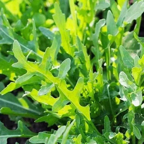 Roquette Arugula Seeds | Organic Heirloom Non-GMO Salad Greens | Eruca sativa | Pack of 200 Seeds