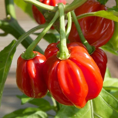 Red Scotch Bonnet Pepper Seeds | Heirloom Non-GMO | Capsicum chinense | Spicy Hot Pepper Seeds for Garden or Containers
