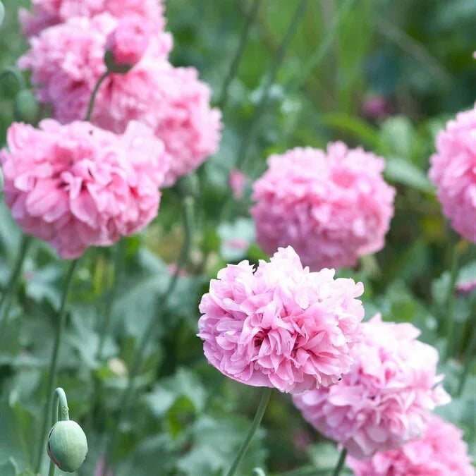 Pale Rose Poppy Seeds - 200+ Pack for Garden Planting - Papaver somniferum - Annual Flower for Borders, Containers, Bee & Butterfly Attractant