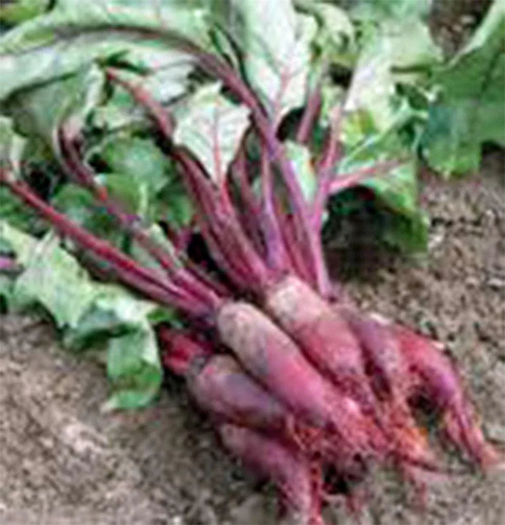 Beet Seeds 500 Non-GMO Cylindra Beta vulgaris Heirloom Vegetable Garden Planting Supplies