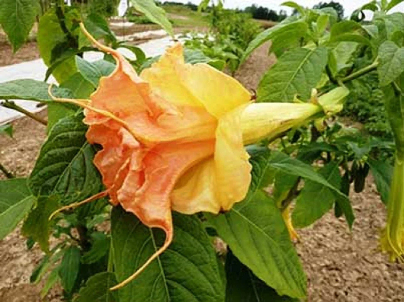 Tsunami Angel Trumpet Seeds - 10 Pack - Brugmansia spp. - Fragrant, Large Trumpet Flowers - USA Grown Flower Seeds