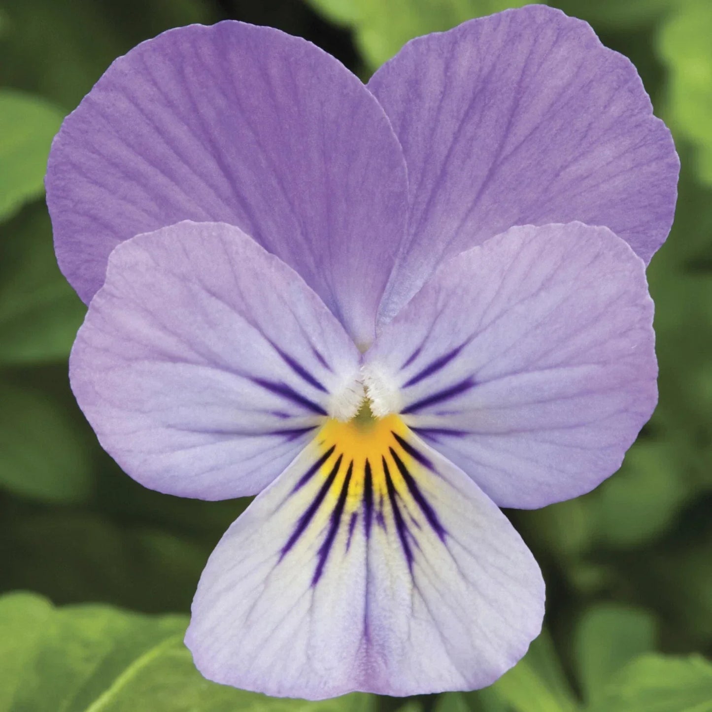 Viola Seeds Pack of 50 Viola x wittrockiana Endurio Lavender Flower Seeds for Garden & Container Planting