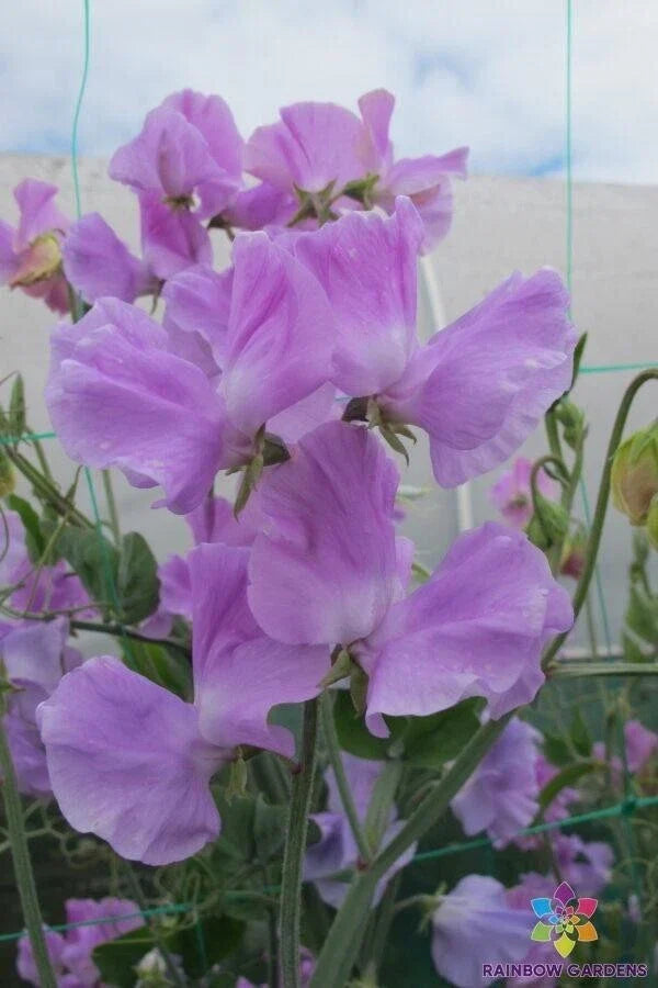 Karen Louise Sweet Pea Seeds - 50+ Pack, Fragrant Pink & White, Climbing Vine, Lathyrus odoratus, Garden Planting, USA Grown