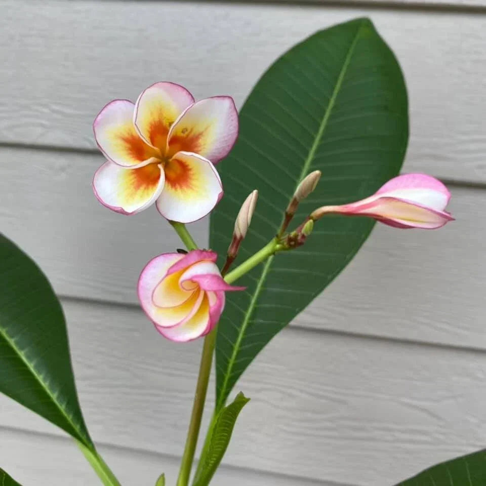 Fireblast Plumeria Cutting - Tropical Flowering Plant - Plumeria spp. - Fragrant, Colorful Blooms, Mid Cut for Garden Growth