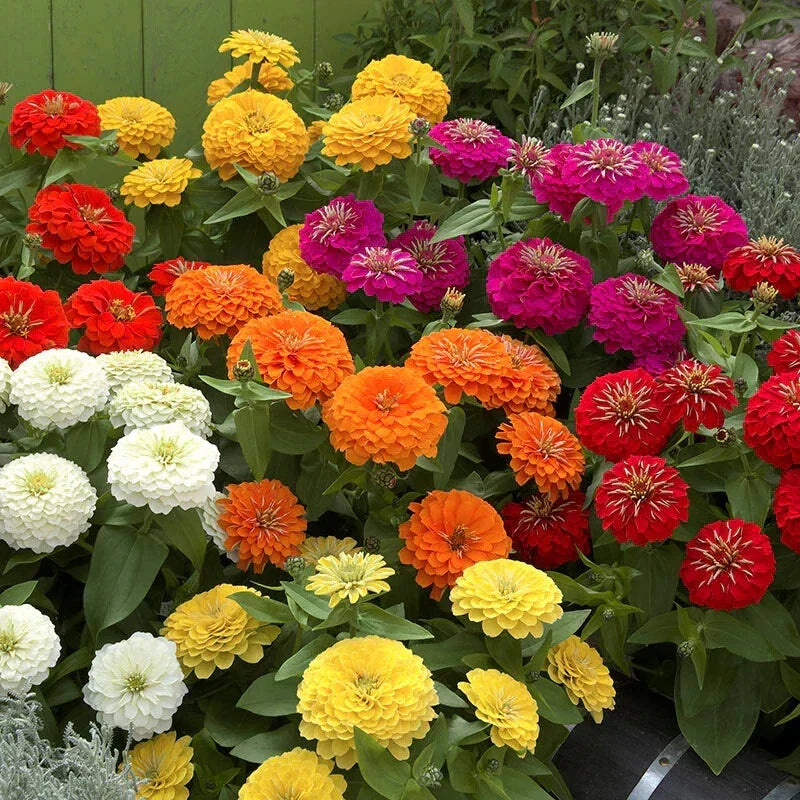 Zinnia Seeds - 100+ Preciosa Mix - Colorful Garden Flowers - Zinnia elegans - Non-GMO, Easy to Grow, Butterfly Attracting