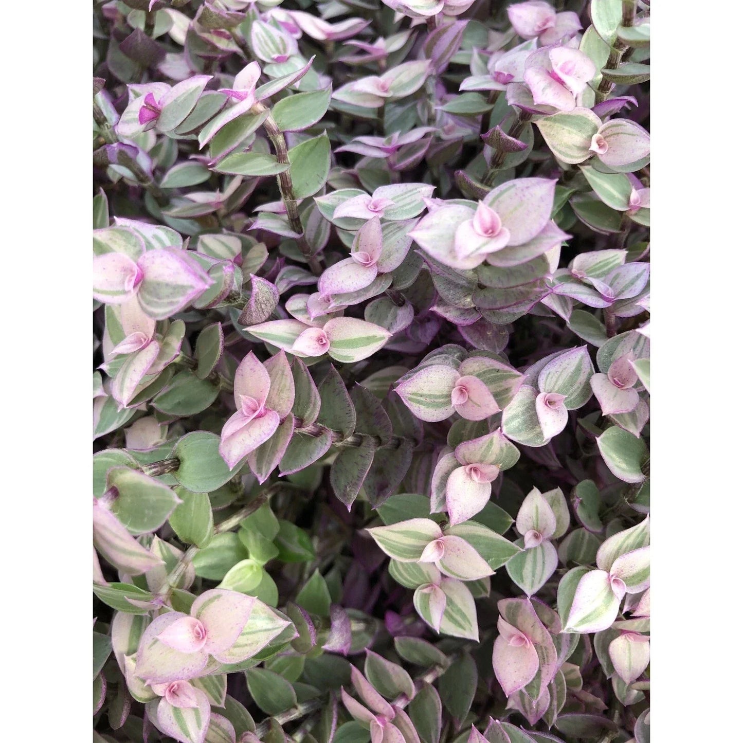 Tradescantia Pink Lady Cuttings – 10 Rooted Indoor Plant Propagation – Tradescantia pallida – Easy Care, Vibrant Pink Foliage