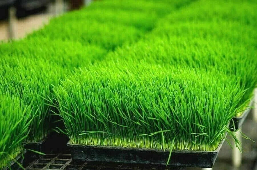 Organic Wheatgrass Seeds 1 LB for Sprouting & Juicing, Triticum aestivum, Non-GMO, Vitamin-Rich, Fast-Germinating