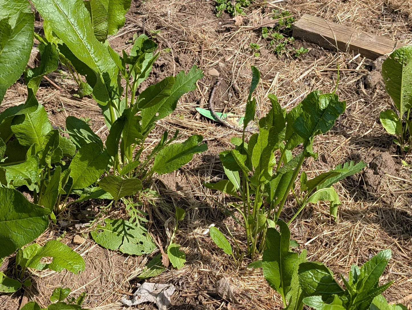 Fresh Organic Horseradish Plants 2 Pack – Armoracia rusticana – Easy to Grow, Spicy Flavor, Fast Shipping
