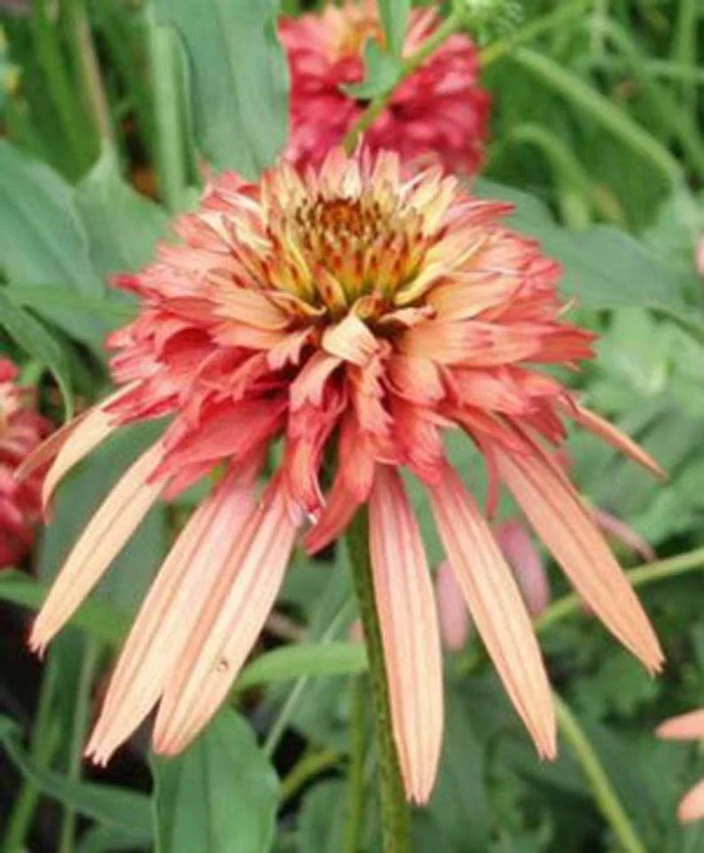 50 Double Salmon Coneflower Seeds | Perennial Echinacea purpurea for Pollinator Gardens | Salmon Flower Seeds
