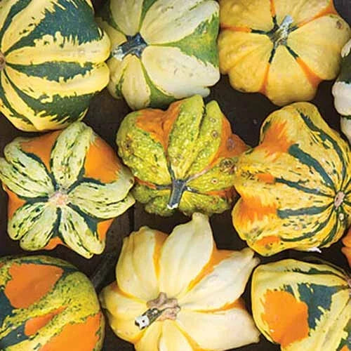 Daisy Gourd Squash Seeds - 25+ Pack, Cucurbita pepo, Vining, Decorative & Culinary, USA Grown, Free Shipping