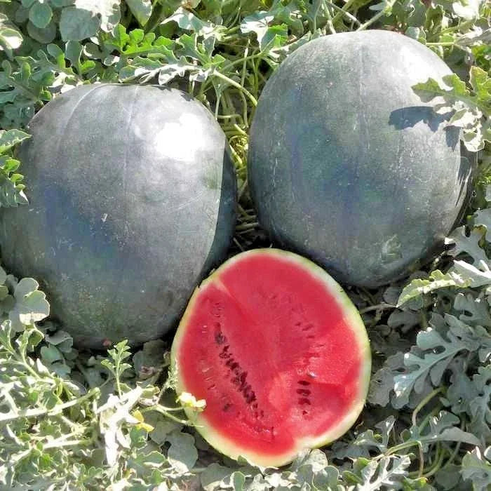 Organic Heirloom Sugar Baby Watermelon Seeds - Citrullus lanatus, 40+ Seeds for Summer Garden, Small Juicy Melons, Non-GMO, Vining, Easy Grow