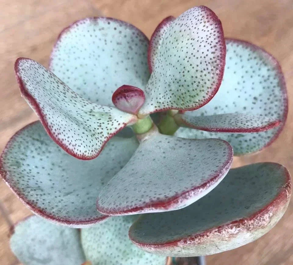 Silver Dollar Jade Cuttings - Crassula arborescens Succulent for Propagation - Chinese Jade Plant, Rounded Silvery-Green Leaves