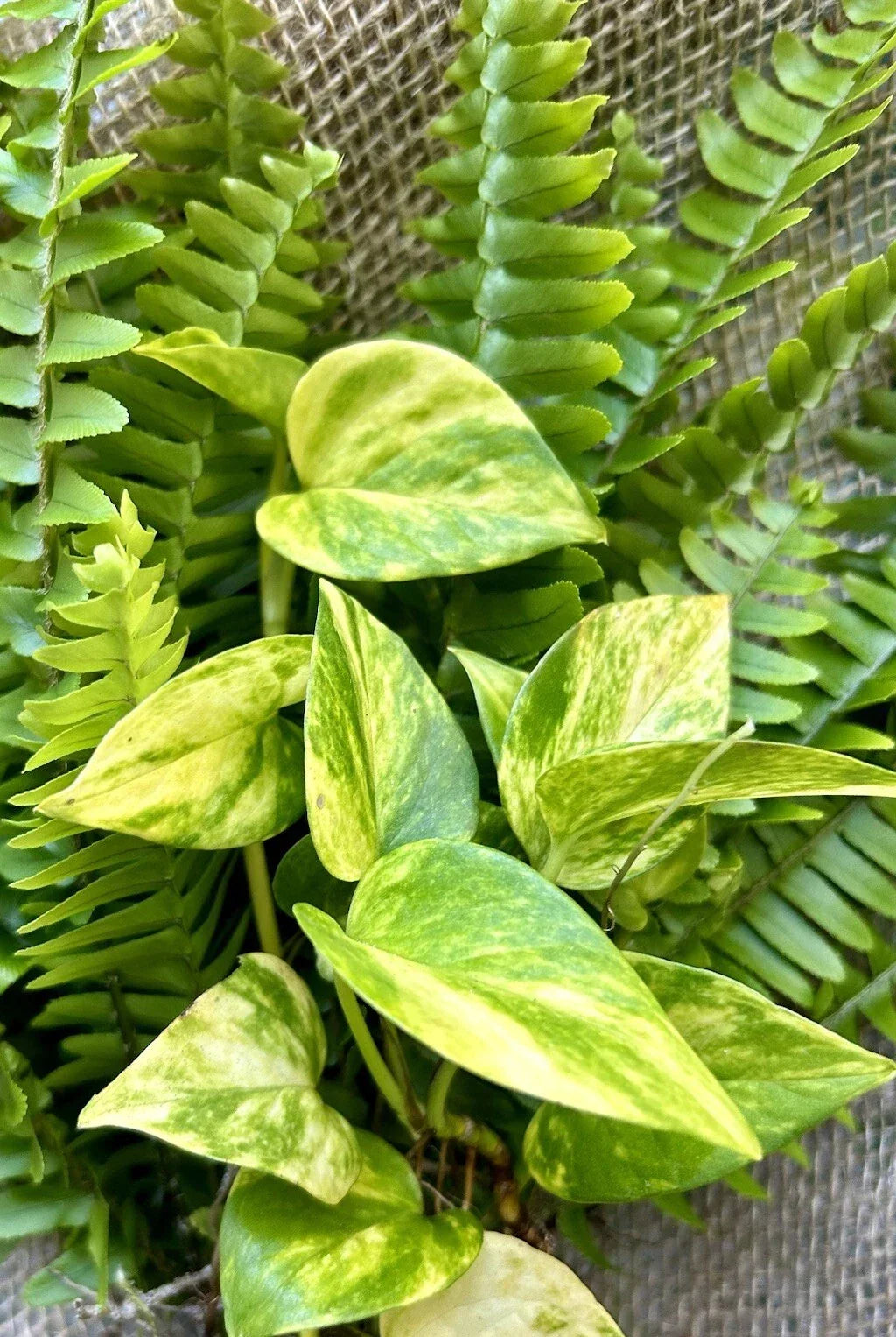 20 Rooted Indoor Houseplant Cuttings – Pothos & Ferns – Epipremnum aureum & Fern Species – Easy Care, Trailing & Bushy Plants