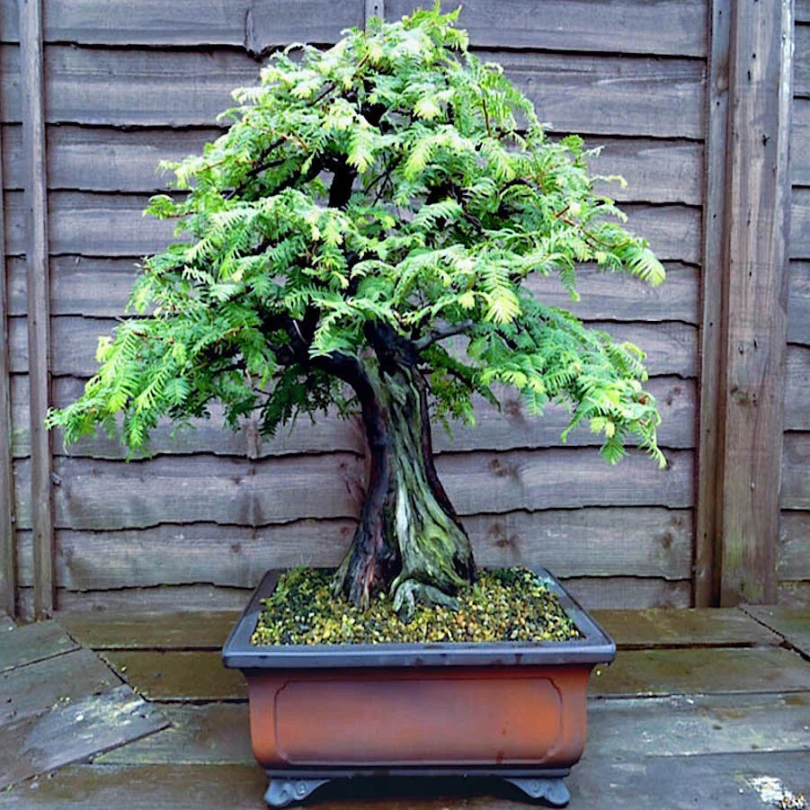 Dawn Redwood Tree Seeds - Bonsai & Garden Plant - Metasequoia glyptostroboides - Fast Growing, Hardy, Deciduous Conifer Seeds