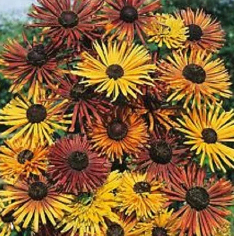 Black Eyed Susan Seeds - CHIM CHIMINEE Heirloom Rudbeckia hirta for Pollinators - Non-GMO 40 Seeds for Gardens, Borders & Wildflower Beds