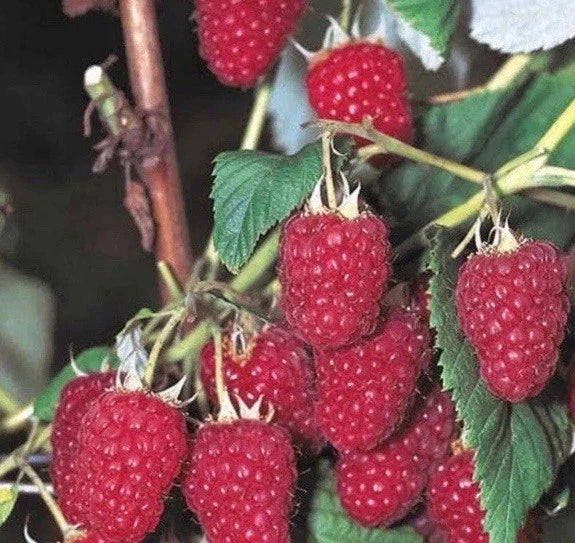 Bare Root Raspberry Plants 5 Pack Killarney Rubus idaeus 'Killarney' Summer Bearing, High-Yielding, Juicy Fruit