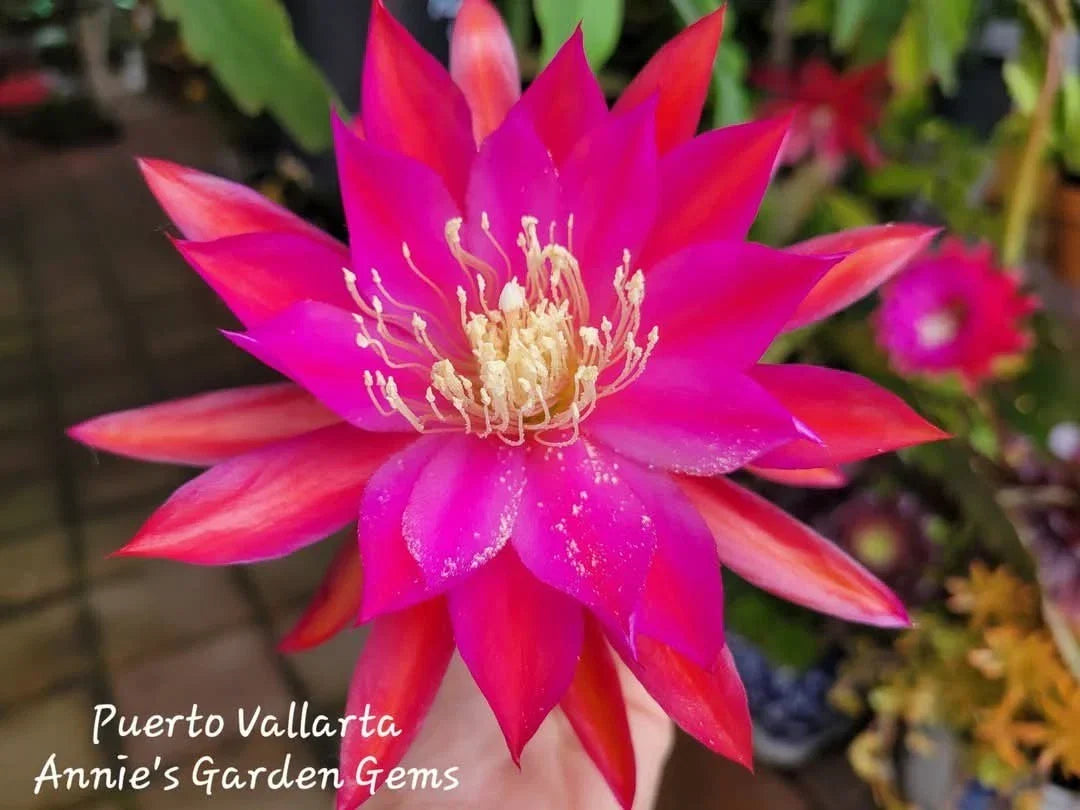 Epiphyllum Cuttings 8-10 Inches Long Puerto Vallarta Exotic Cactus Plant Unrooted Tropical Succulent