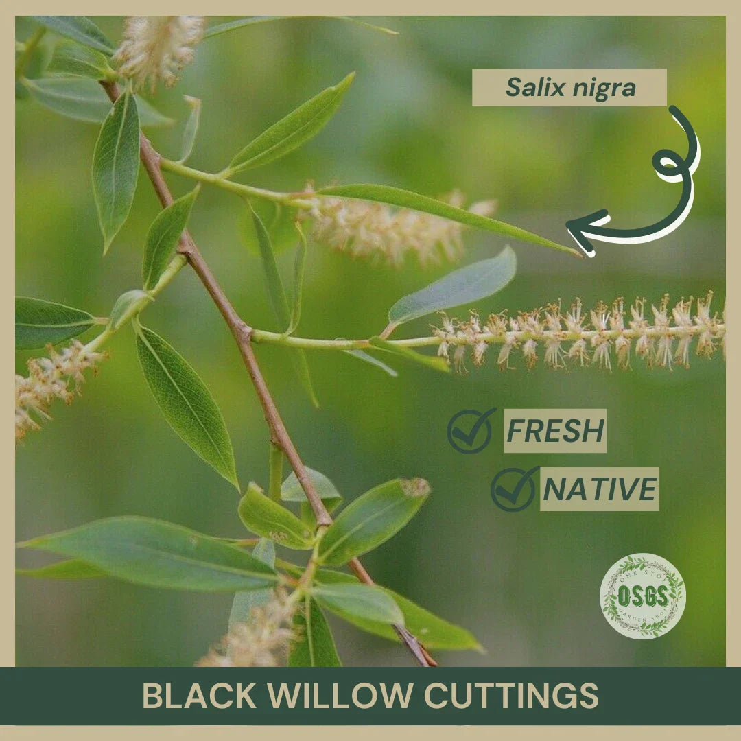 Black Willow Cuttings 18" Salix nigra Native Plant Propagation for Wetlands & Landscaping