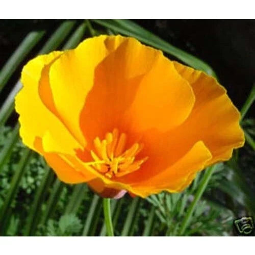 California Poppy Seeds Bulk 25,000 Orange Flower Seeds Eschscholzia californica for Gardens, Borders & Meadows