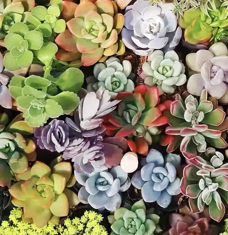 Large Succulent Cuttings 4-6 Inches Variety Pack – 10 Healthy Easy Care Succulents for Planting and Decor