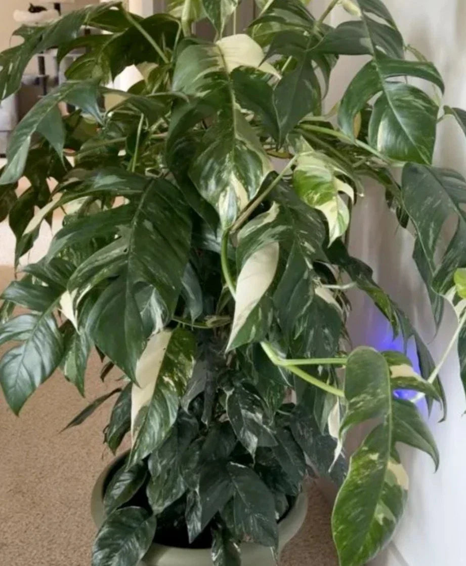 Albo Pothos Cutting - Marble Variegation - Epipremnum Pinnatum - Rare Houseplant - Indoor Plant for Home Decor