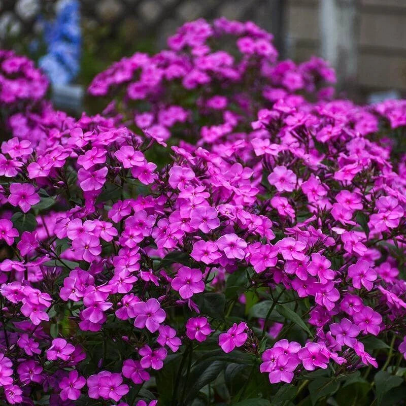 Cloudburst Phlox Seeds - 100+ Pack, Perennial, Vibrant Pink, Purple & White Blooms, Phlox paniculata, Garden Planting, USA Grown