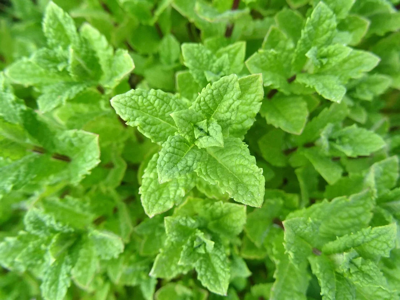 Peppermint Seeds 1000 Count Non-GMO Mentha × piperita Herb for Cooking and Gardening