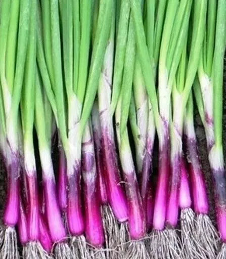 Scarlet Bandit Bunching Onion Seeds 200+ Allium fistulosum Vegetable Garden Salad Seeds