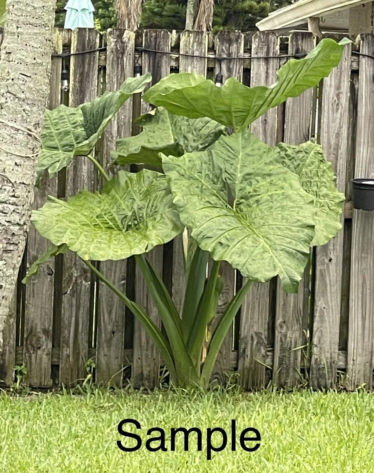 Giant Taro Plant Bare Root 10" Colocasia Elephant Ear Tropical Foliage Ready to Plant