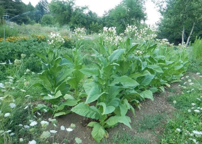 Virginia Gold Tobacco Seeds - Heirloom Nicotiana Tabacum for Home Growing, 1000+ Seeds, Full Sun, Easy Germination