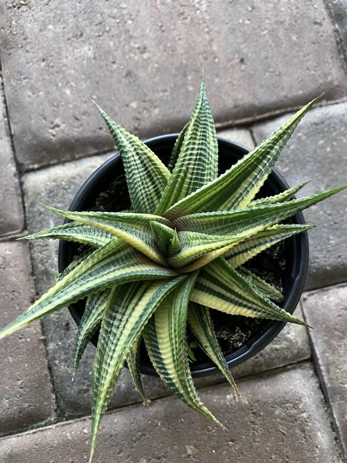 Rare Succulent 4-Inch Pot | Haworthia Variegated Limifolia | Unique Houseplant | Easy Care Gift
