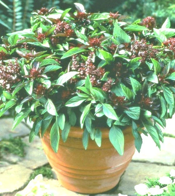 Siam Queen Basil Seeds - 50+ High Yielding Annual Seeds - Ocimum basilicum - Perfect for Spring Planting