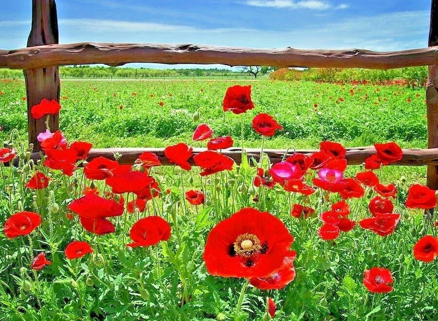 Red Corn Poppy Seeds Pack | Over 2000 Papaver rhoeas Wildflower Seeds for Garden & Container | Vibrant Red Blooms, Easy to Grow