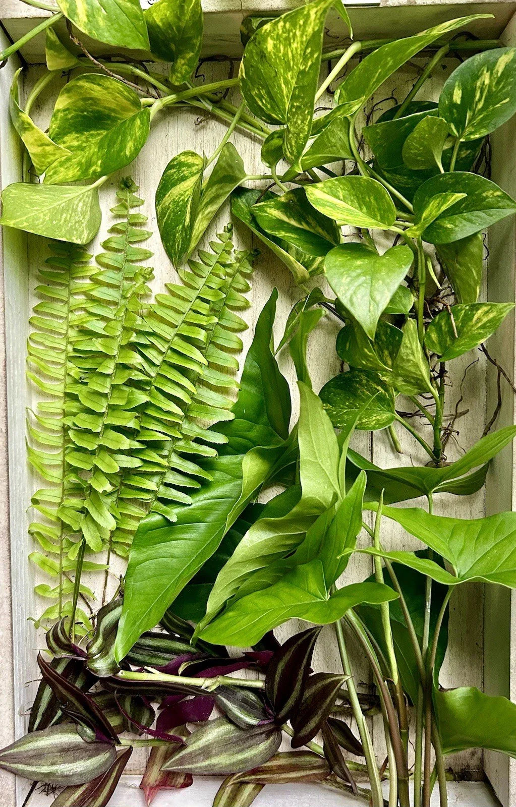 20 Live House Plant Cuttings Set – Rooted & Healthy – Four Varieties for Indoor Decor & Gardening