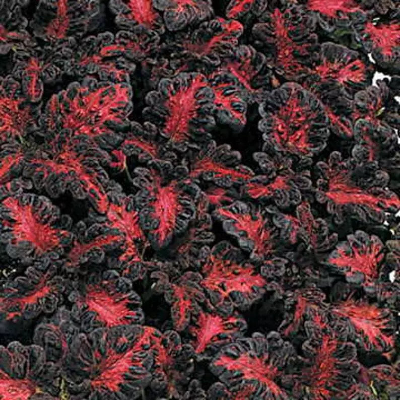 Black Dragon Coleus Seeds 40 Pack - Vibrant Dark Foliage - Solenostemon scutellarioides for Indoor & Outdoor Gardening