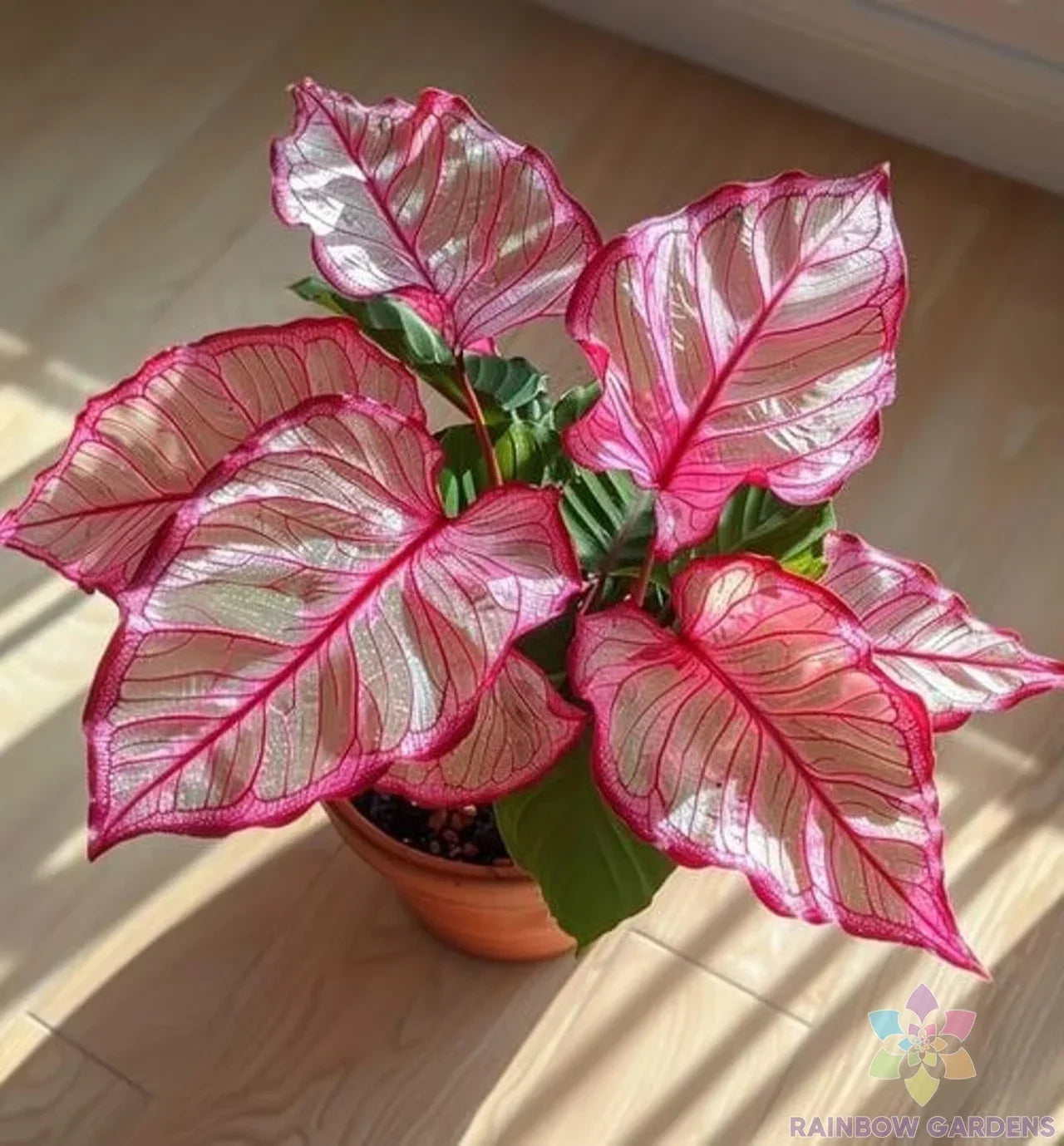 Coleus Seeds - Pack of 25+ Pink Edged Solenostemon scutellarioides for Garden and Indoor Planting