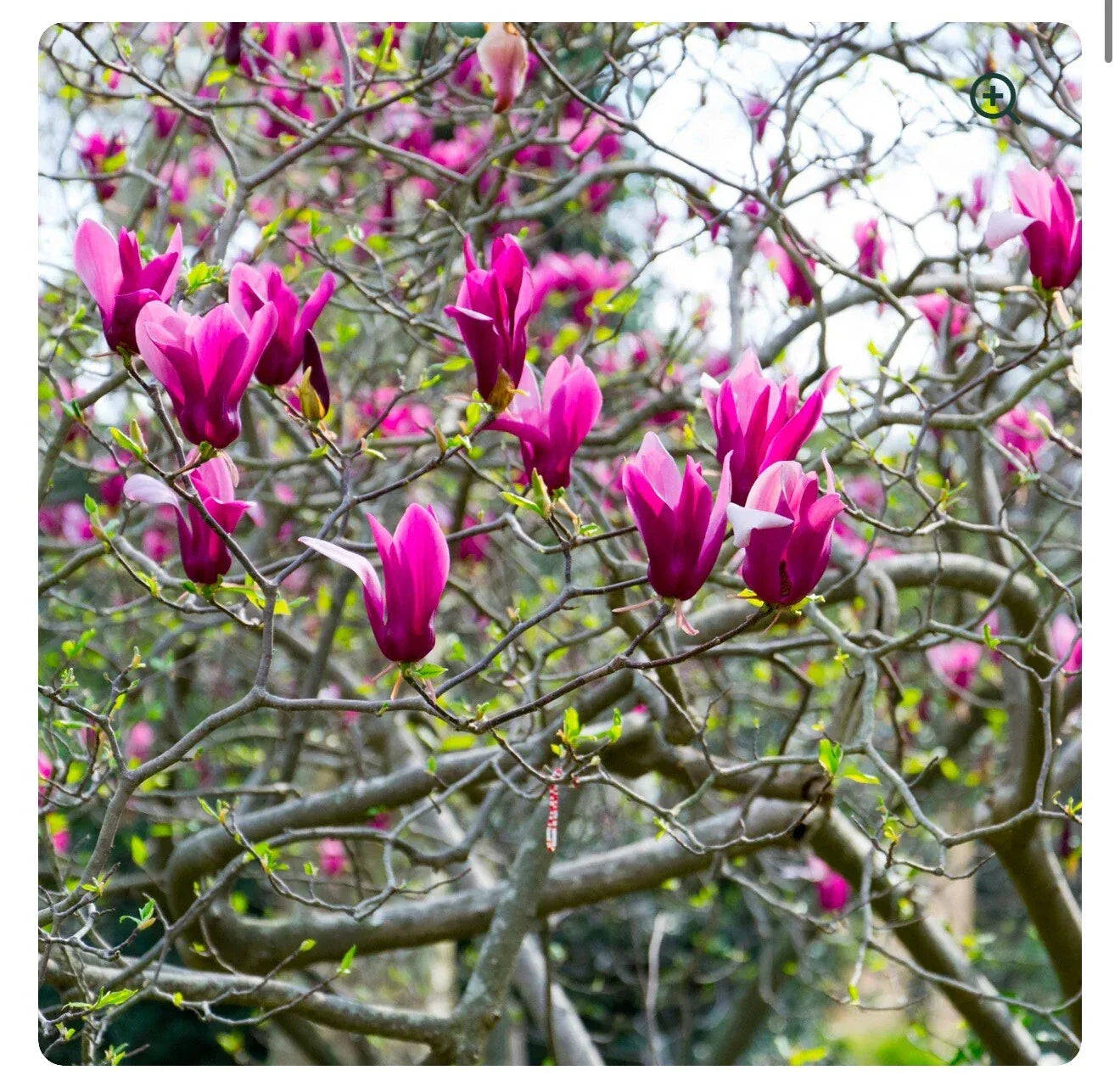Tinkerbelle Magnolia Hybrid Tree 1-Gallon Pot | Fragrant Blooms | Magnolia x loebneri | Small Garden Tree