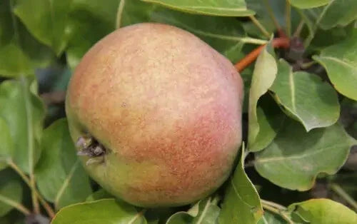 Catillac Pear Seeds - 25+ Pack Pyrus calleryana 'Catillac' for Garden Planting, Ornamental Tree, White Flowers