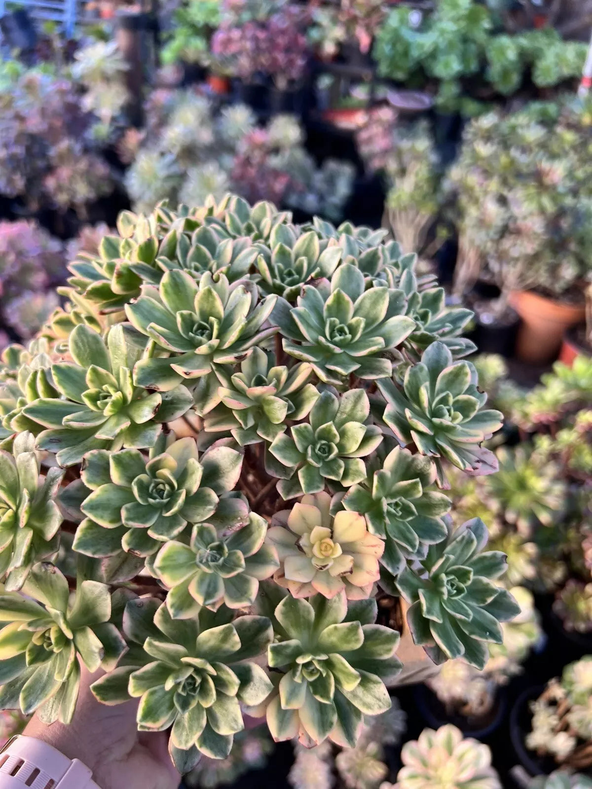 Aeonium Cuttings 3 Pack - Sweet Tea Variety - Succulent Plant Cuttings (Aeonium 'Sweet Tea') - Easy Care & Propagation