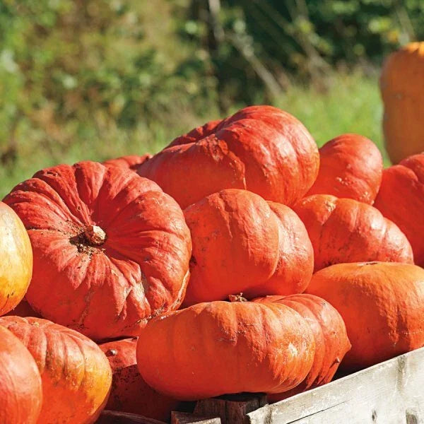 Cinderella Pumpkin Seeds | Heirloom Rouge Vif D'Etampes | Organic Non-GMO | Cucurbita pepo Seed Packet