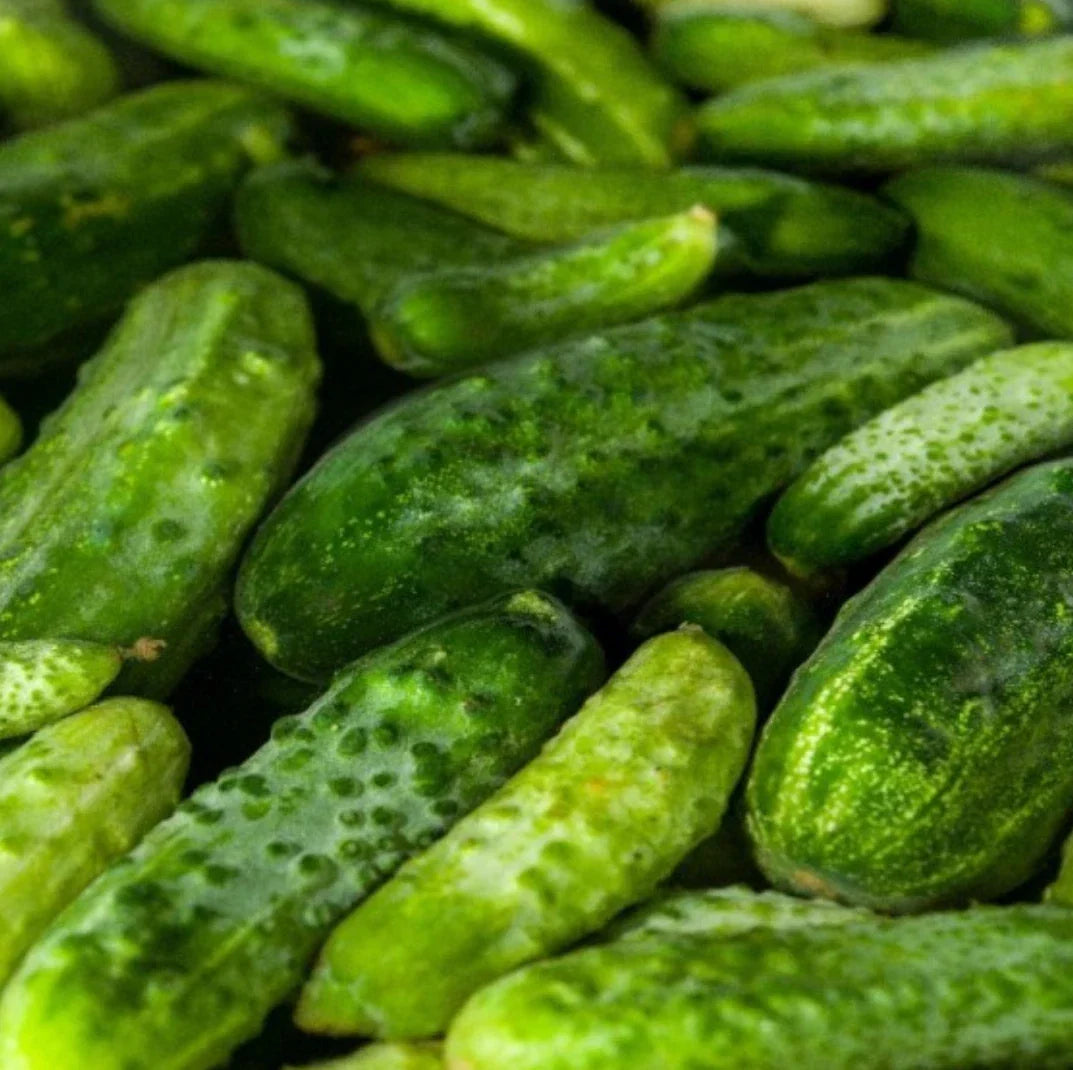 Boston Pickling Cucumber Seeds - 300 Non-GMO Cucumis sativus for Home Gardens, Container Gardening, Pickling & Fresh Use