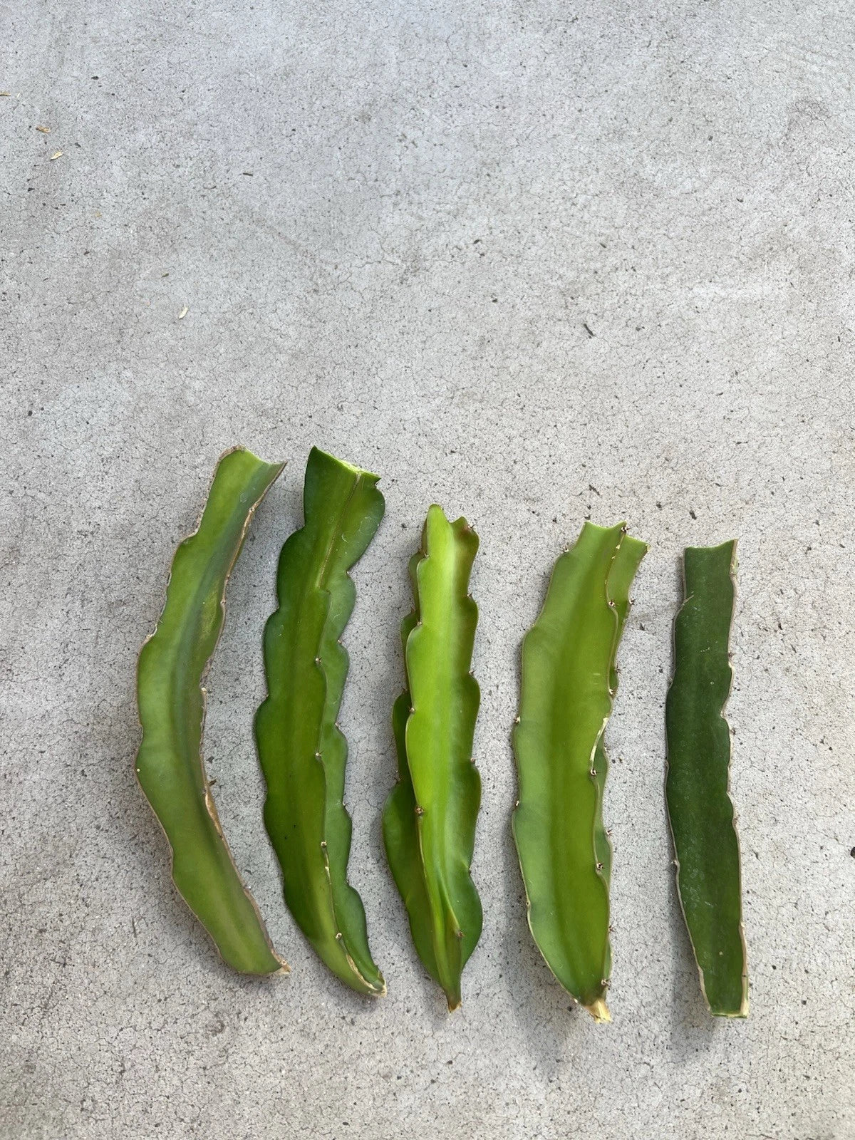 5 Pcs Dragon Fruit Cuttings 8” White Pitaya Cactus Hylocereus undatus Fresh & Ready to Plant