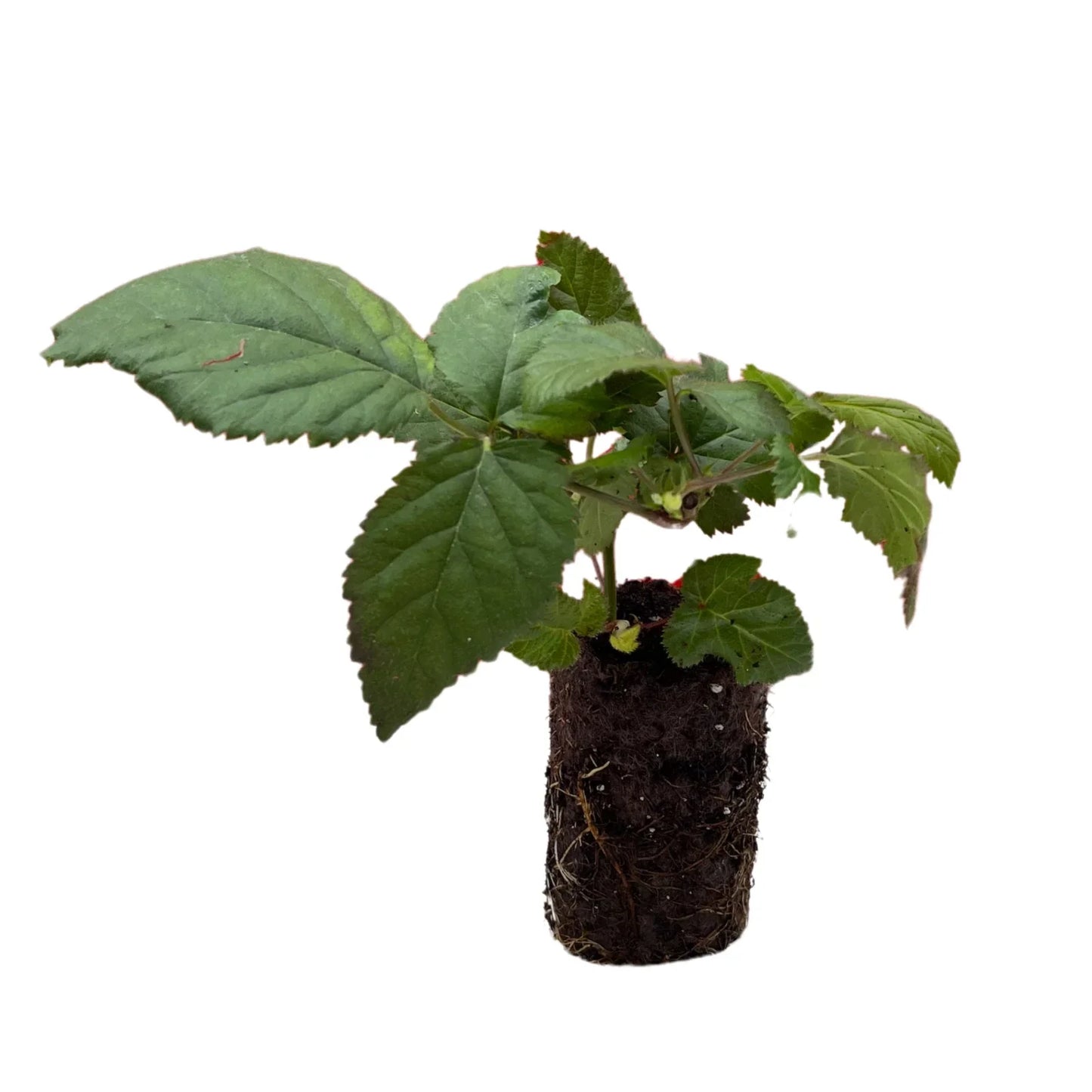 Ponca Blackberry Plug Bare Root 1-Year-Old Rubus fruticosus Blackberries for Home Garden and Orchard